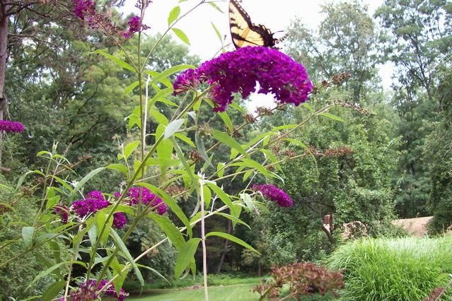 Nancy's Garden